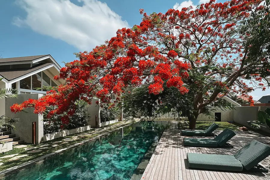 The pool at ASAI Village beneath a flowering tree
